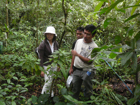 Ant collecting in deep forest