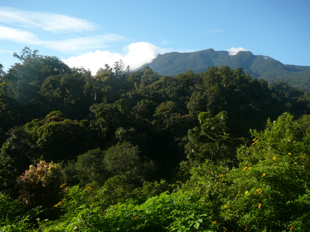Botanical Garden and Gunung Gede