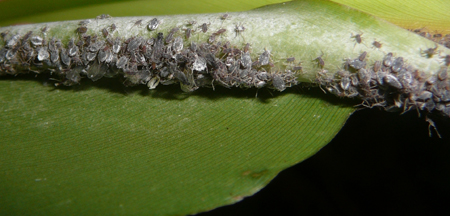 Social aphids