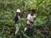 Ant collecting in deep forest